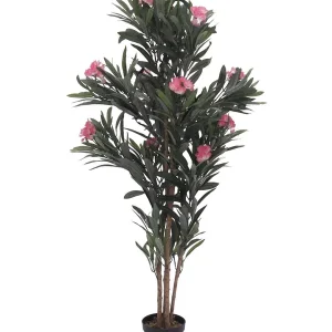 EUROPALMS Oleanderbaum, rosa, 150 cm Preisreduziert