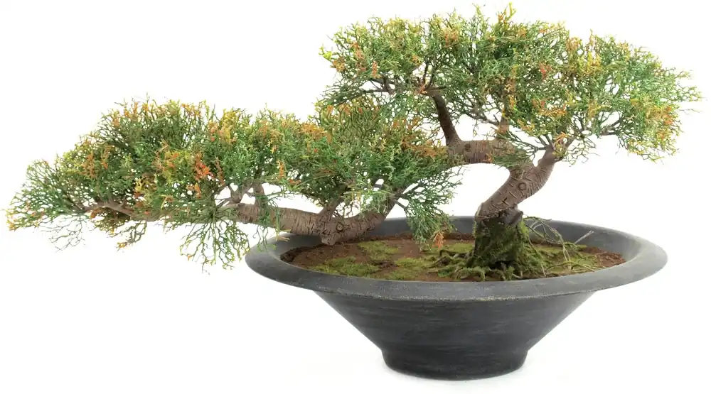 Sonderaktion Europalms Bonsai-Zeder, Kunstpflanze, 40cm