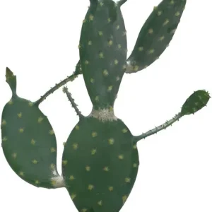 Europalms Blätterkaktus, Kunstpflanze, 76cm Billig