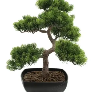 Abverkauf EUROPALMS Bonsai-Pinie, 50cm